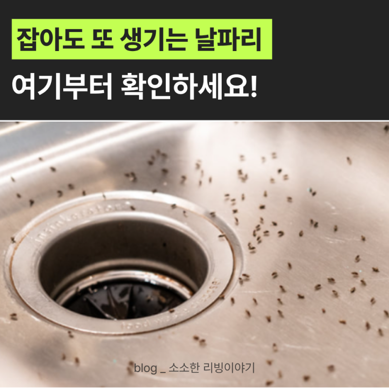 날파리퇴치법 제대로 알면 주방에서 계속 보이던 날파리 확 줄이는 데 도움돼요