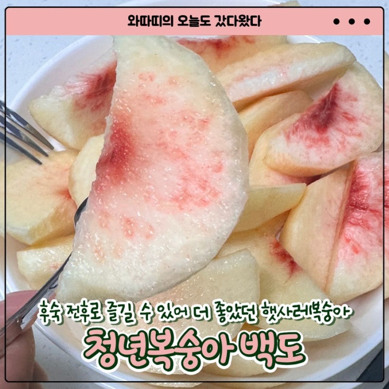[청년복숭아 백도] 후숙 전후 두 가지 맛으로 즐길 수 있어 더 좋았던 산지직송 햇사레복숭아