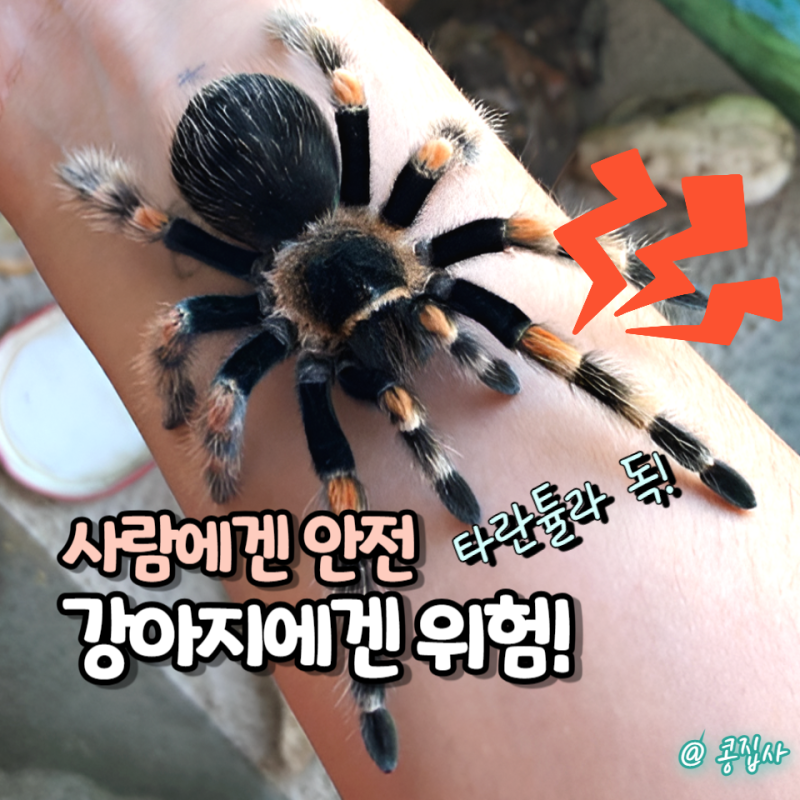 타란튤라 독, 사람에겐 안전해도 강아지 고양이에겐 위험해요