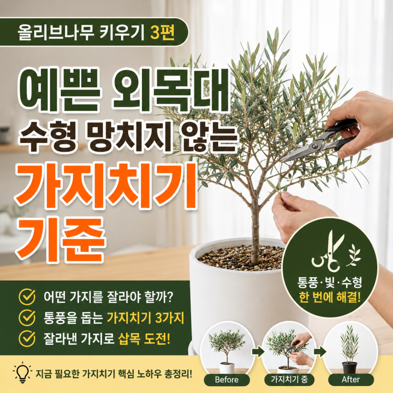 올리브나무 키우기 ③ ｜ 예쁜 외목대 수형을 망치지 않는 가지치기 기준