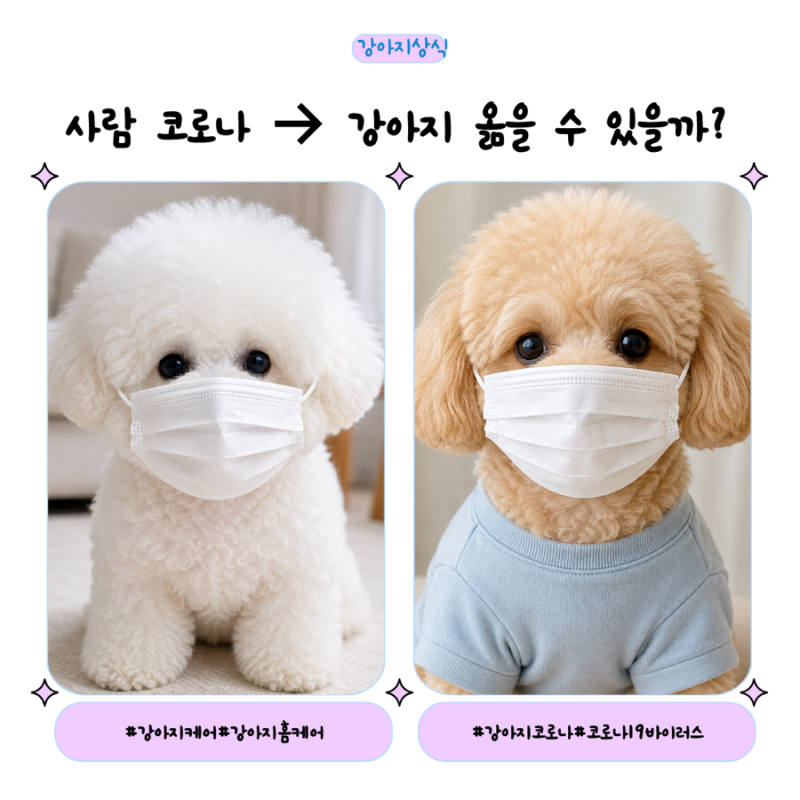 강아지도 코로나 걸리나요? 사람 코로나19와 강아지 코로나 장염 차이 총정리