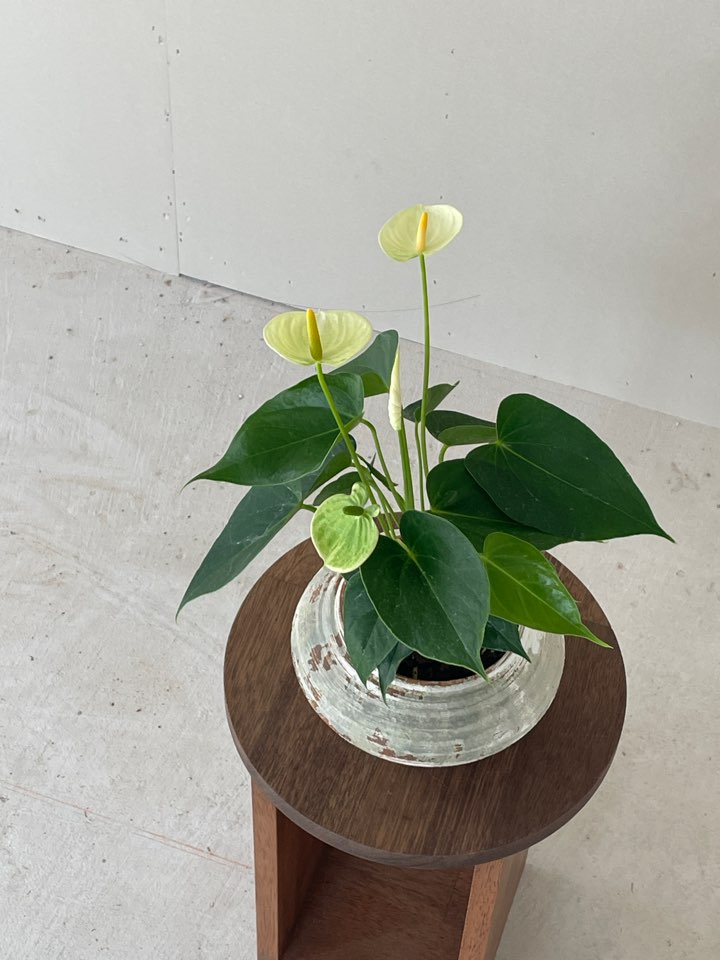 [Plant] 안시리움 바닐라 키우기