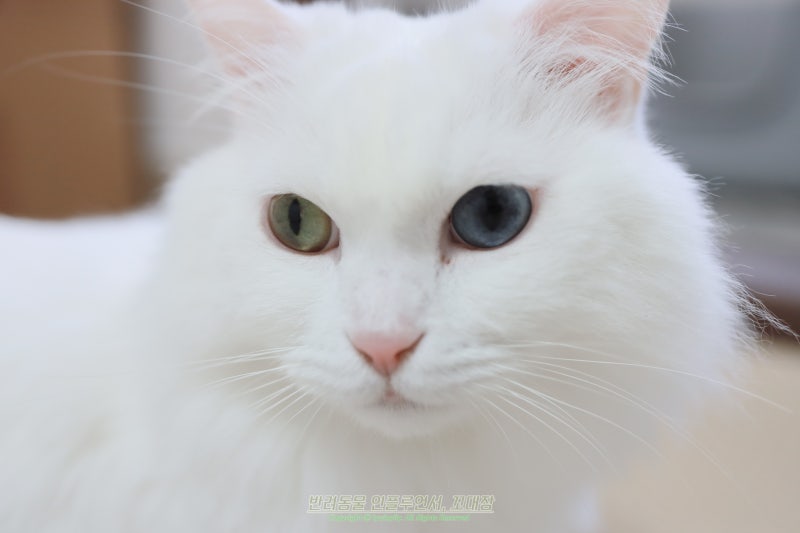 고양이 눈색이 두 가지라고? 오드아이 고양이 눈동자의 비밀