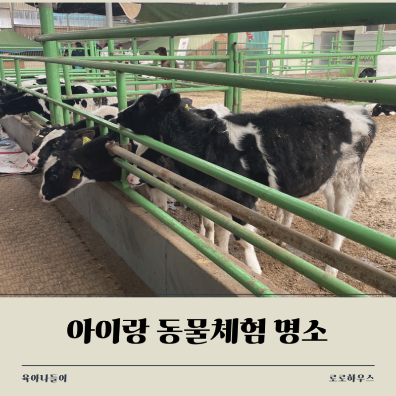 아이랑 동물체험 명소 먹이주기·승마 다녀본 곳 모아봤어요