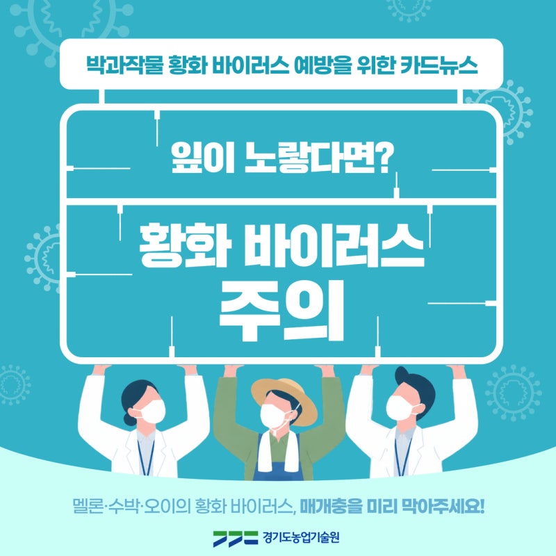 멜론·수박·오이 잎이 노랗다면? 황화 바이러스 확산 주의하세요!