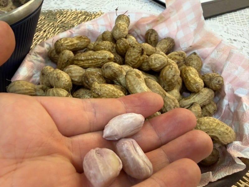 제철 햇땅콩 효능, 그냥 볶아 드시나요? 삶아 드시나요? 햇 땅콩 맛있게 먹는 두가지 방법