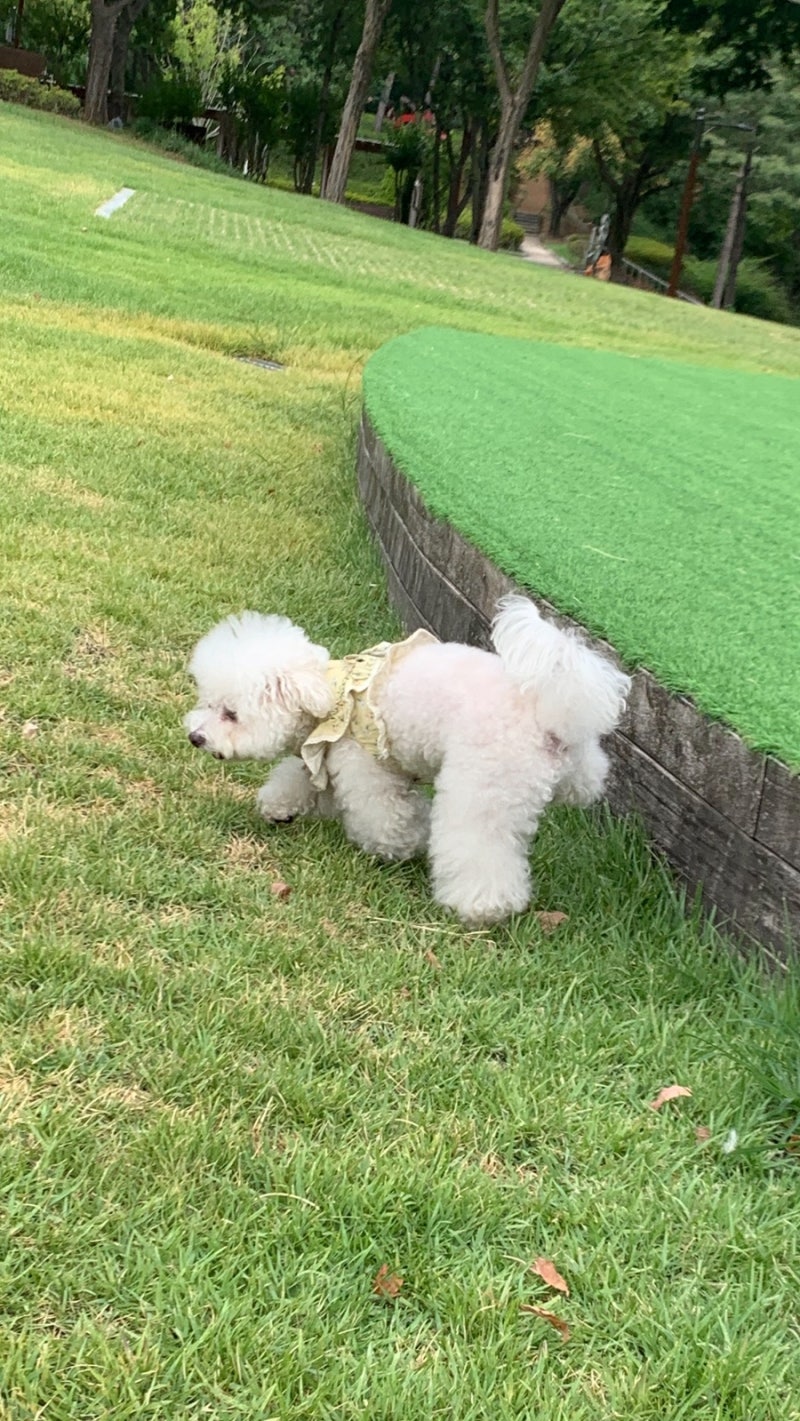 강아지 맑은오줌 소변색 투명 신장질환일까요?