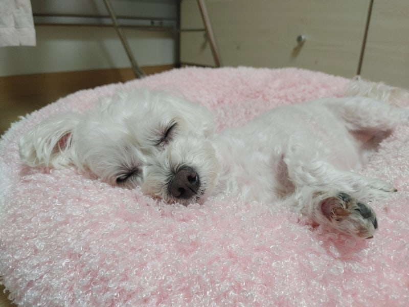 노견 강아지 귀가 안 들릴 때 초기 증상, 청력 저하 확인하는 방법!