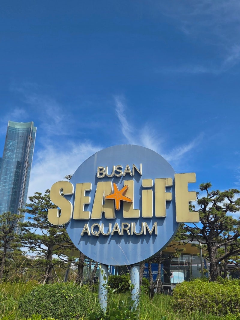 부산 아이와 가볼만한곳 해운대 씨라이프 아쿠아리움 공연시간 할인 예매 꿀팁