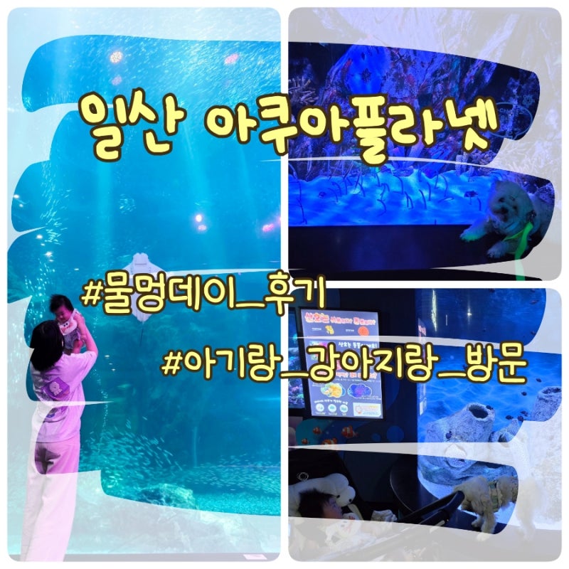일산 실내 나들이 추천｜아기랑 강아지와 아쿠아플라넷 물멍데이 후기