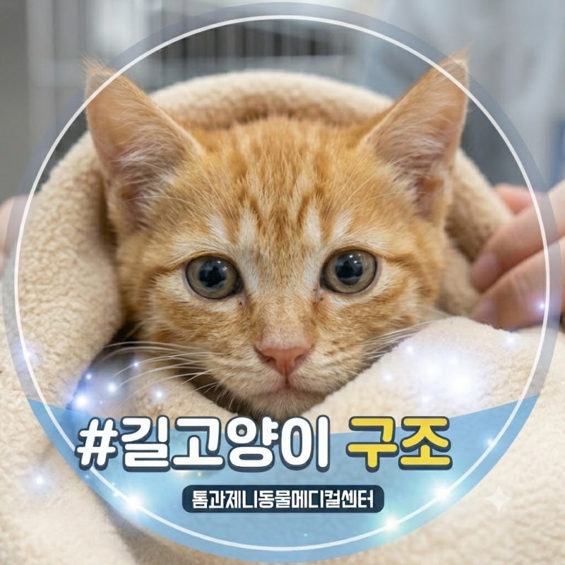 길고양이 구조 방법과 입양 전 필수 검사는?