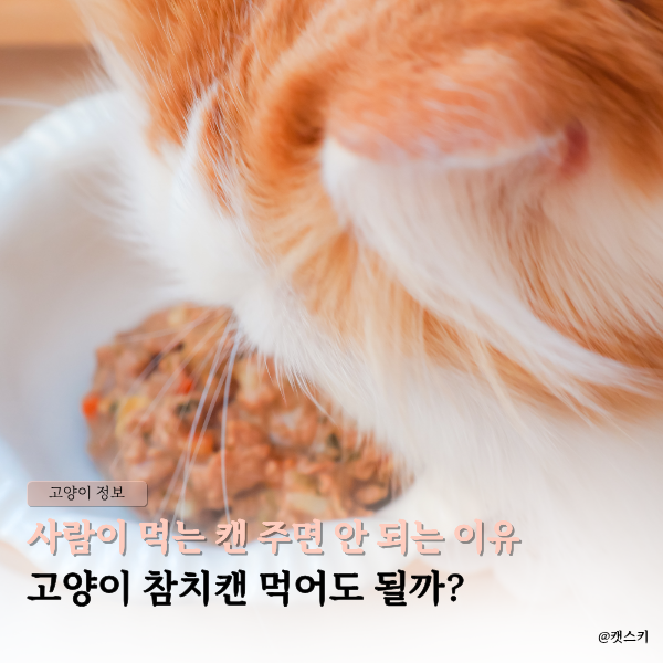 고양이 참치캔 먹어도 될까? | 사람이 먹는 캔 주면 안 되는 이유