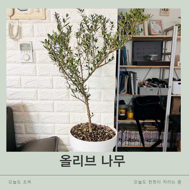 올리브나무 키우기, 개업 화분으로 데려왔어요! 물주기·햇빛·외목대 관리