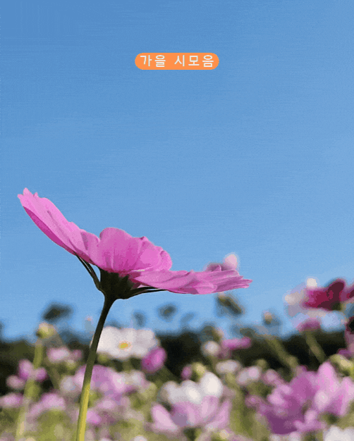 가을 시모음,9월 문인수, 9월의 시 안도현,9월 오세영, 9월의 기도 이해....