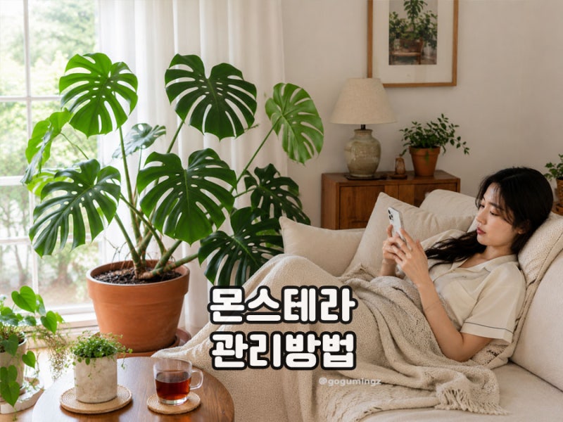 몬스테라 키우기 노란잎 이유? 물주기 공중뿌리 가지치기