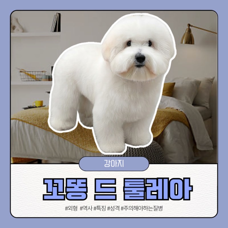 꼬똥 드 툴레아 특징 성격 털빠짐 수명 몸무게 질병