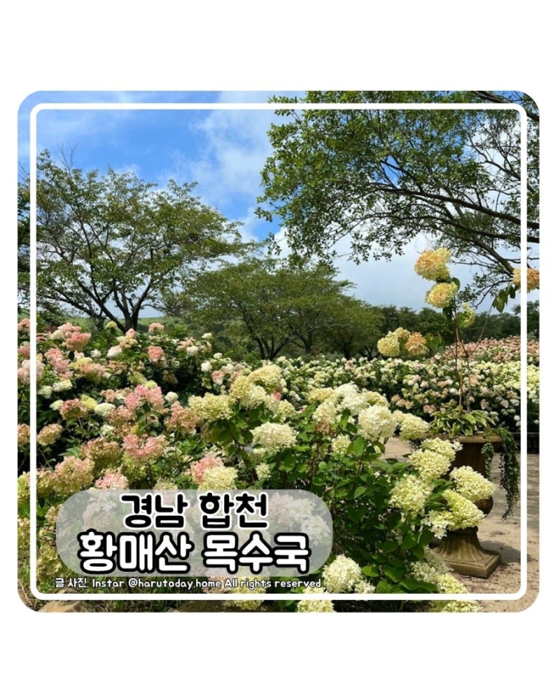 [경남 합천] 황매산 목수국 정원 실물 후기 실시간 (개화시기, 주차 꿀팁 완벽 정리) 2026.08.23