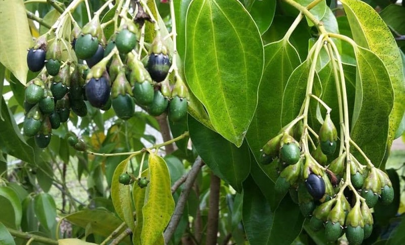 실론계피나무(Ceylon cinnamon), 작은 껍질로 세상을 향기롭게 하는 나무