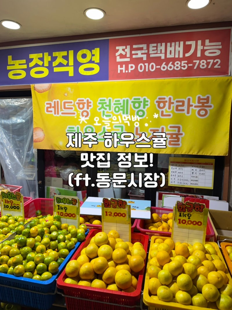 제주 귤은 여름에도 맛있다! 동문시장 하우스귤 맛집 ‘삼다농산’(ft.당도/위치후기)