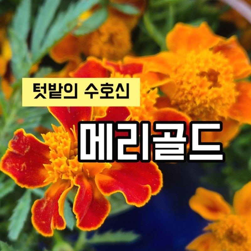 텃밭의 수호신 '메리골드' 키우기 총정리/꽃말, 월동, 물주기, 꿀팁, 꽃차 효능,,