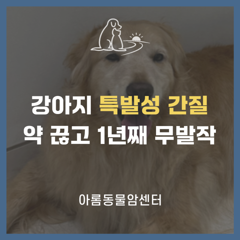 강아지 특발성 간질, 원인·진단·치료 완치 사례 - 인천 송도 동물병원
