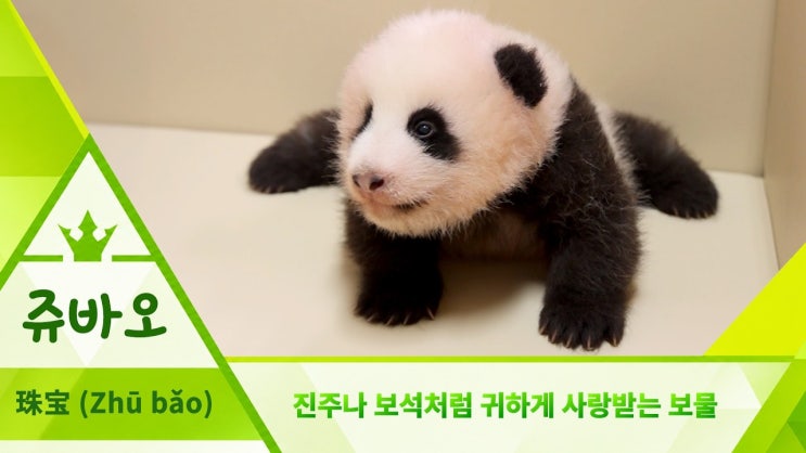 푸바오 동생 아기바오, 쥬바오→<b>슈바오</b> 중 진짜 이름은? 후보 공개