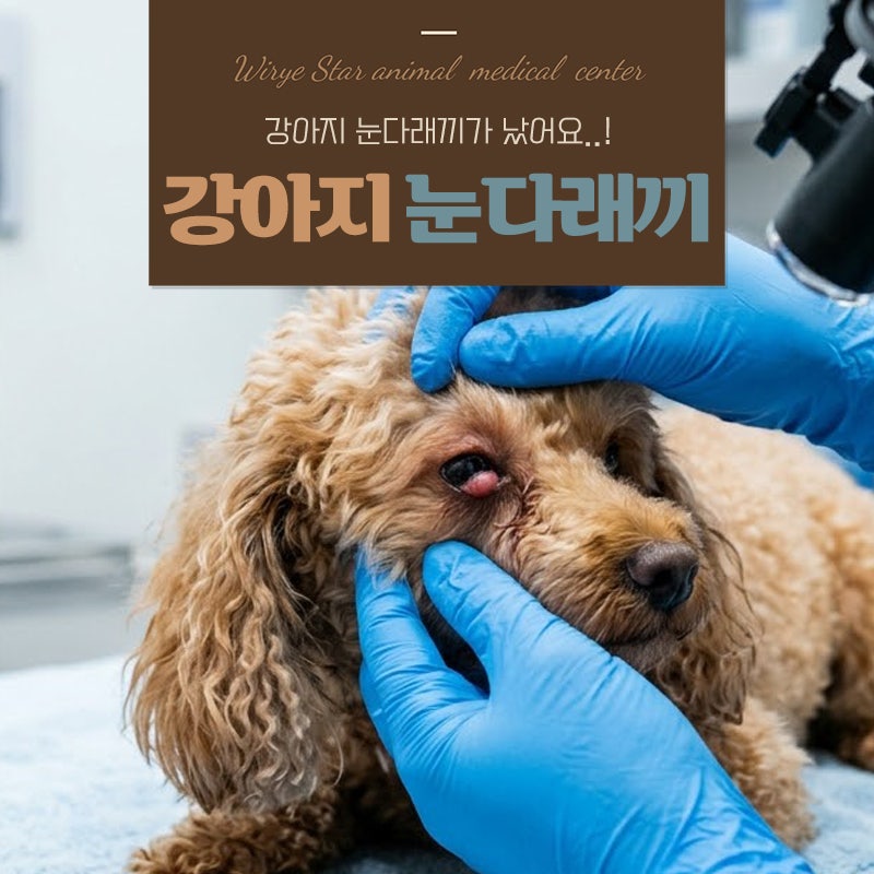 강아지 눈다래끼 날까? 원인부터 치료까지 총 정리