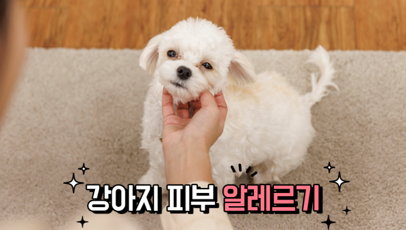강아지가 자꾸 긁어요! 강아지 피부 알레르기 / 강아지 피부 가려움증 원인부터 찾아야 합니....