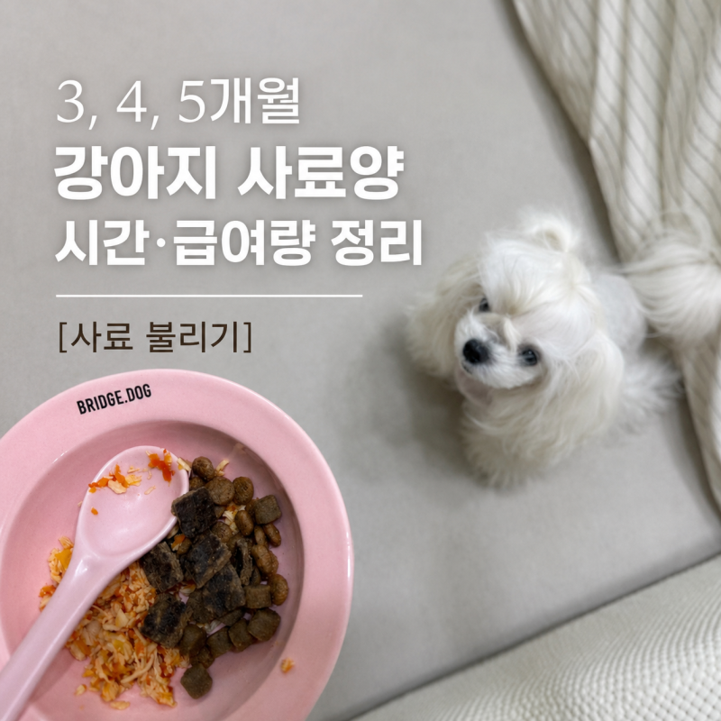 3, 4, 5개월 강아지 사료양 시간 급여량 정리[사료 불리기]
