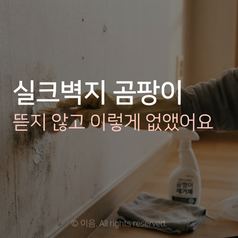 실크벽지 곰팡이 제거, 뜯지 않고 이렇게 없앴어요