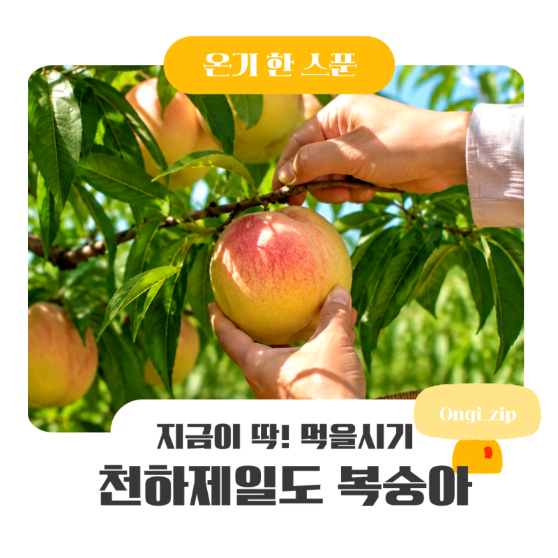 천하제일도 복숭아 특징, 수확시기부터 맛과 식감까지 직접 먹어본 후기