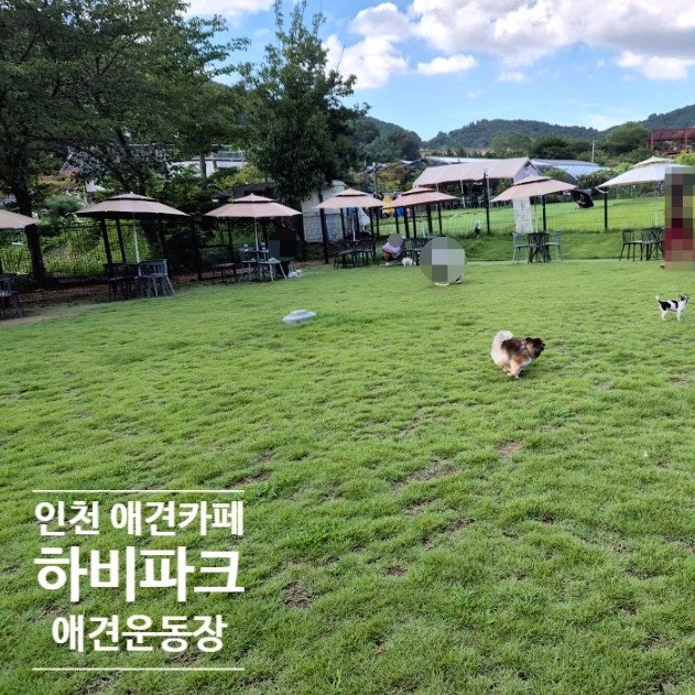 땅콩이랑 주말 나들이로 인천대공원 애견카페 하비파크 다녀왔어요