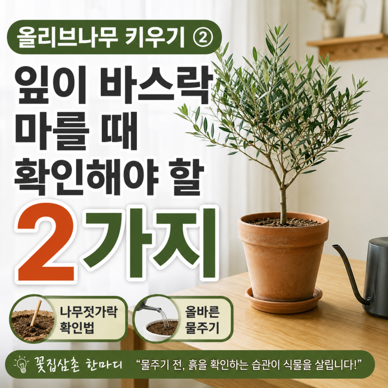 올리브나무 키우기 ② ｜ 잎이 바스락하게 마를 때 확인해야 할 2가지
