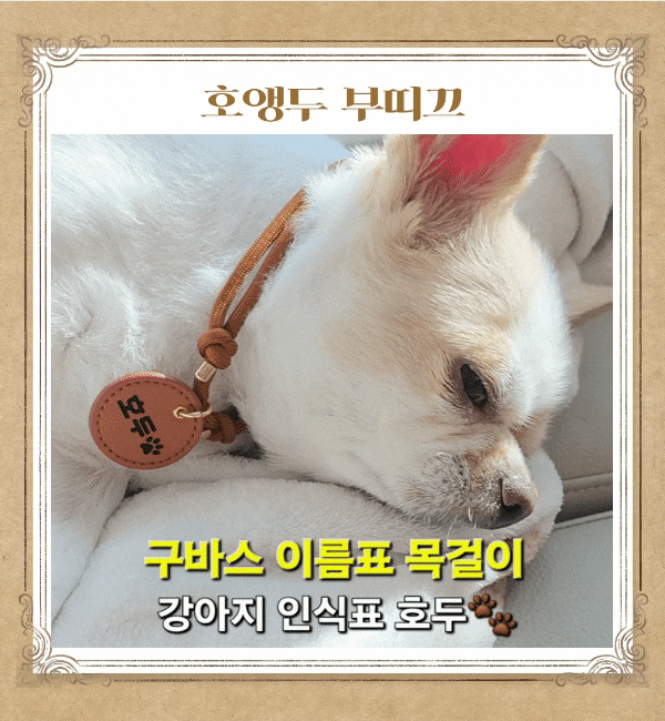 강아지 목걸이 인식표 착용이 편안한 구바스 이름표 착용 후기