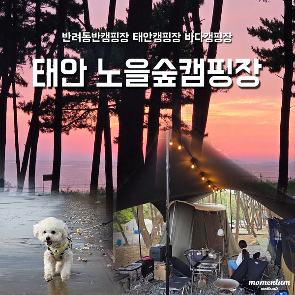 [캠핑기록] 태안 노을숲캠핑장 가족캠 :) 반려견 동반 캠핑 D10번 사이트
