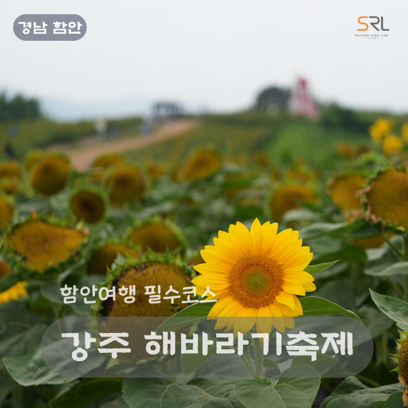 함안 강주해바라기축제 개화시기 주차 입장료 관람 동선 총정리