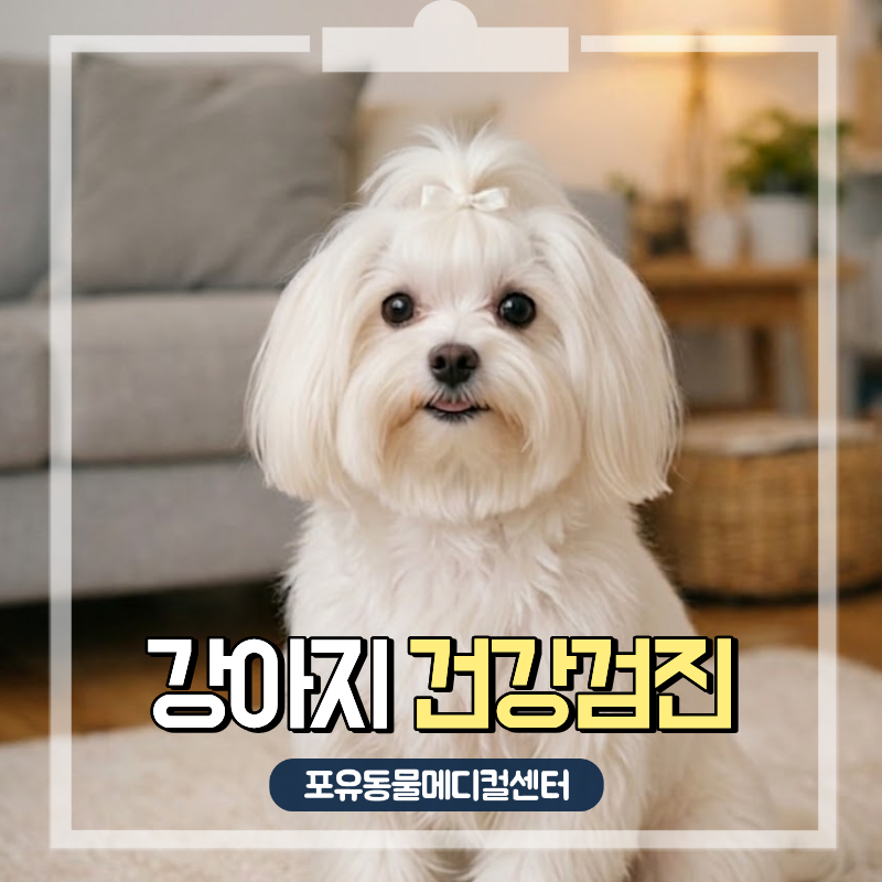 강아지 건강검진, 마취 전 금식 중 물 줘도 될까? 올바른 노견 검진 주기, 검사 항목은?