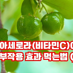 그린 아세로라(비타민C) 효능 부작용 면역 피부 콜라겐 효과 먹는법 Q&A