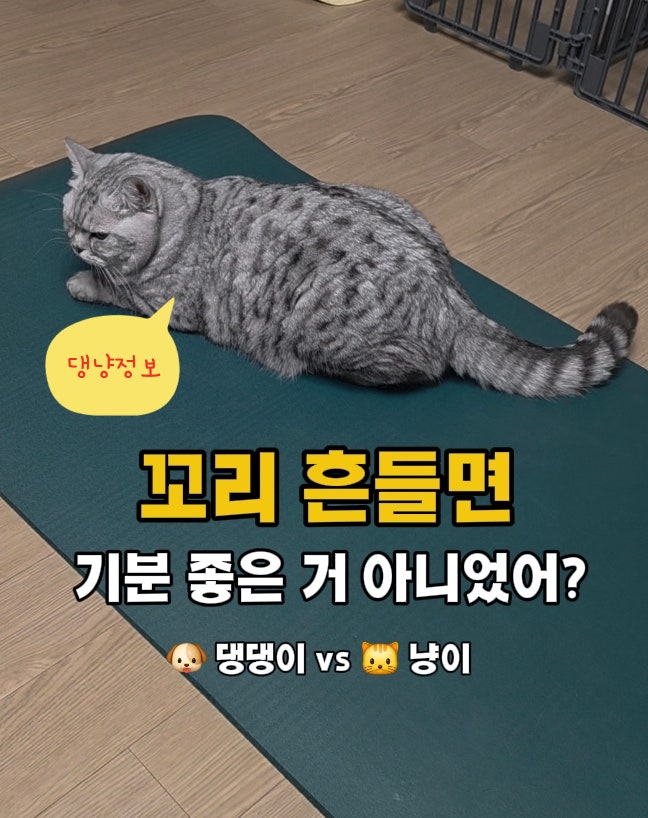 강아지 고양이 꼬리 흔드는 이유｜같은 행동인데 뜻은 다르다고?