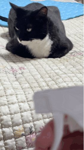 제거죠스 고양이 탈취제 - 고양이 화장실부터 공기까지 깔끔하게 관리해요 !