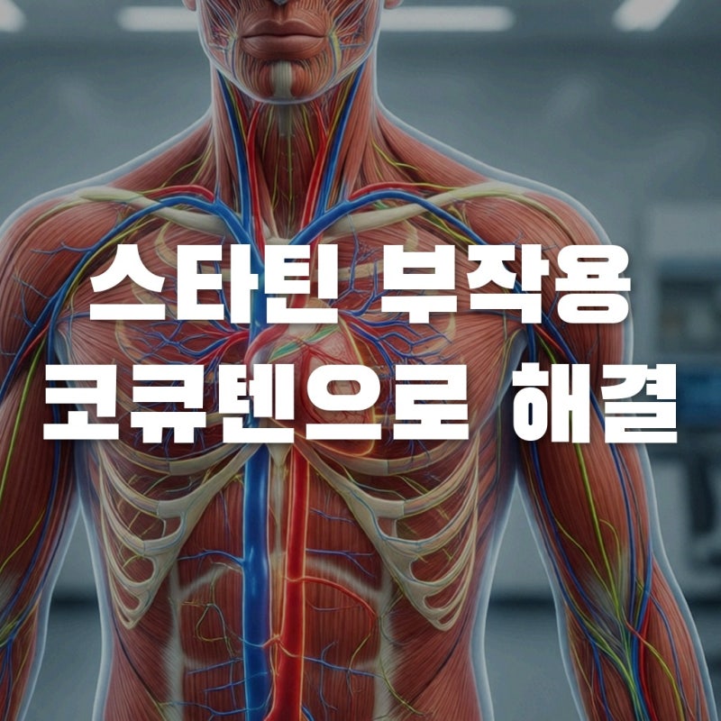 고지혈증 스타틴 부작용 근육통 피로감 해결법 코엔자임Q10 효능 총정리