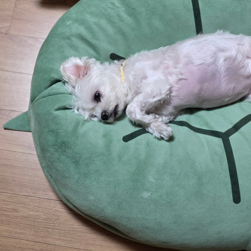 갑자기 화장실에서 끙끙대는 댕댕이 강아지 요로결석 증상