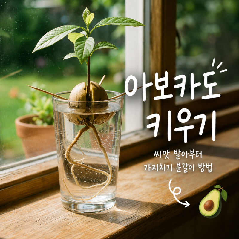 아보카도 키우기 씨앗부터 키워보니 꼭 알아야할 것들