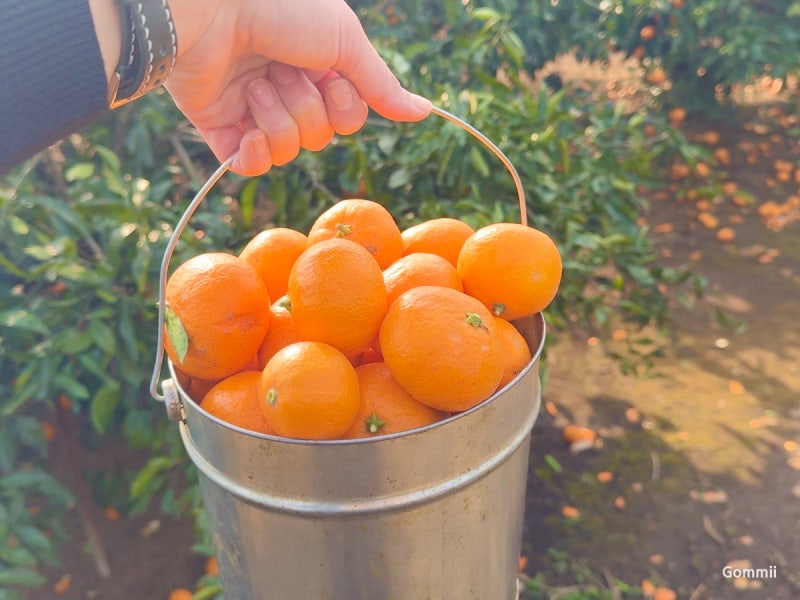 Jeju Island with Kids: Little Prince Tangerine Farm - Animal Feeding & Tangerine Picking Experience, Parking, and Honest Review