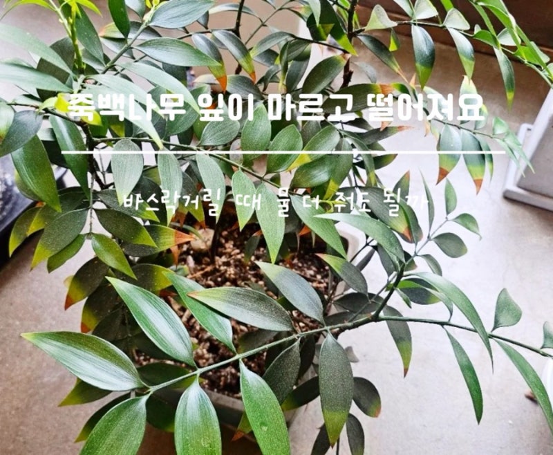 죽백나무 잎이 마르고 떨어져요, 바스락거릴 때 물 더 줘도 될까