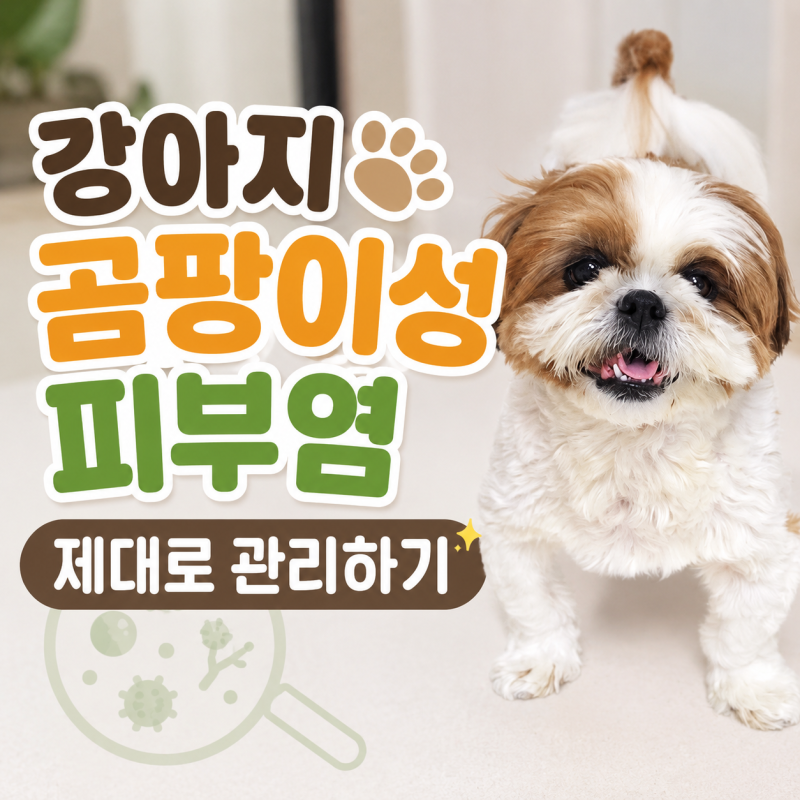 강아지 곰팡이성 피부염, 피부 딱지 각질 잡는 법
