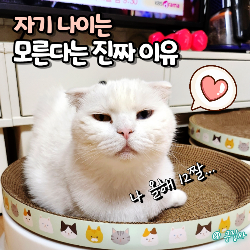 고양이는 자기 나이를 알까? 평생 아깽이로 착각하는 진짜 이유