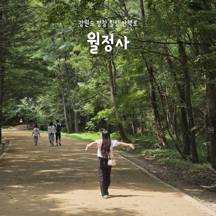 평창 가볼만한곳 월정사 전나무숲길, 힐링 산책코스 추천