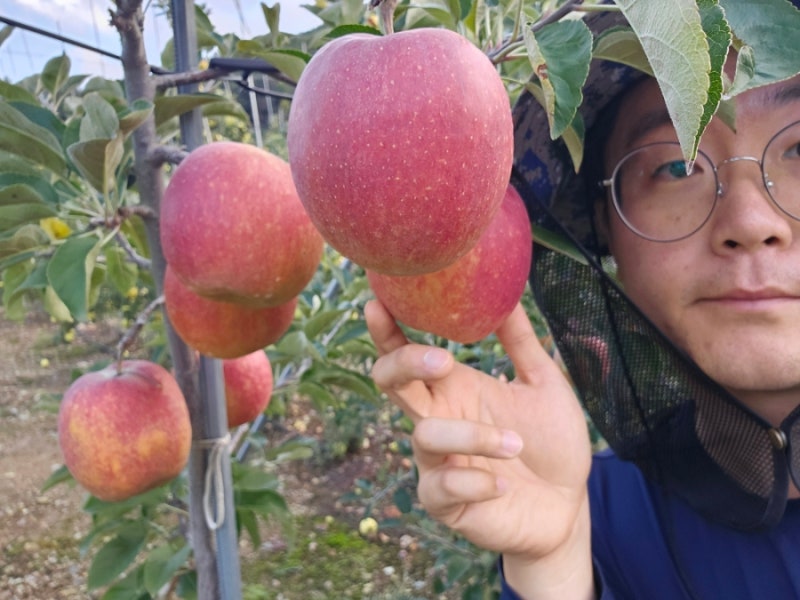 청송 감홍사과 제철 수확시기와 맛, 특징 현재 농장 모습