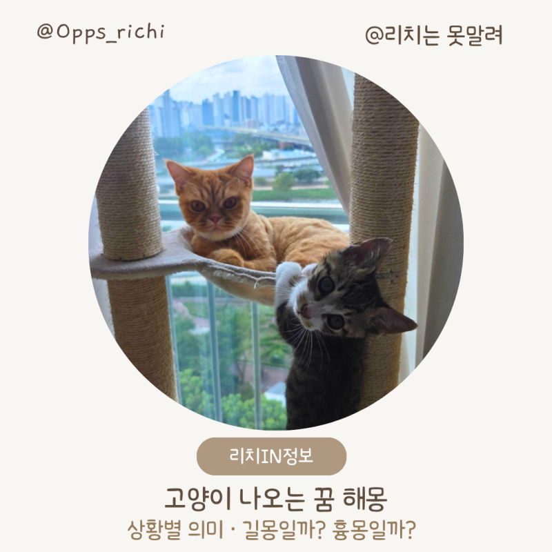 고양이 꿈 해몽 | 고양이가 나오는 꿈 의미 길몽일까?